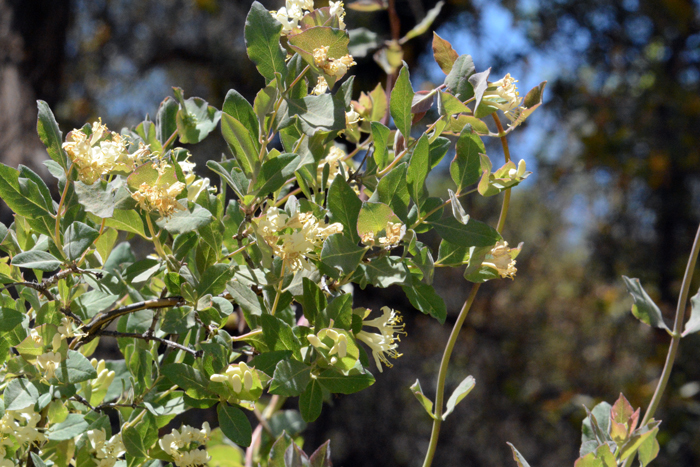 Western White Honeysuckle is a trailing shrub or vine. The plants have long graceful stems. The large green leaves are opposite, and the margins are smooth. Lonicera albiflora